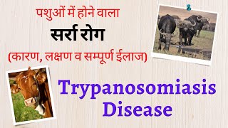 Trypanosomiasis Disease सर्रा रोग  पशुओं में होने वाला सर्रा रोग कारण लक्षण व सम्पूर्ण ईलाज [upl. by Ahsinned263]