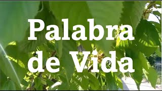 Palabra de Vida Julio 2024 FocoB [upl. by Anaujit449]