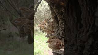 Partridge birds birds [upl. by Tierney275]