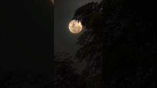 The full supermoon in November Part 1 Comment your sign below astrology fullmoon supermoon [upl. by Stargell]