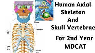 Human Axial Skeleton l Skull l Vertebrae l thoracic cage lSternum lSindh text braod l 2nd yearMdcat [upl. by Ermina213]