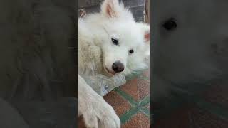 Poor water bottle 🧴dog  doglover dogvideos [upl. by Kyred]