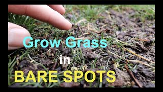 How to seed BARE SPOTS in your LAWN [upl. by Pouncey]