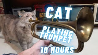 Cat Playing Trumpet 10 Hours [upl. by Jelle43]