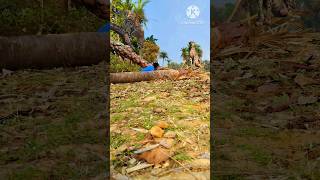 बाघ ने आदमी को घेर लियाviralvideowildlifefannyvideo sumanvfxofficial [upl. by Elatan]