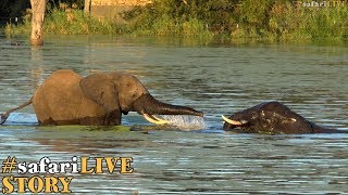 Elephants swimming [upl. by Rossy170]