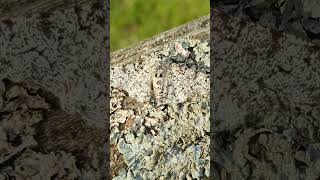 The marvellous Peppered moth  evolution in action [upl. by Welton]