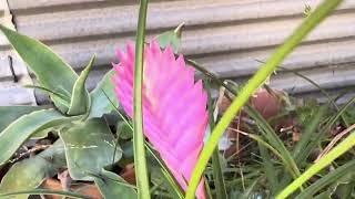 Planta Pluma RosaTillandsia Cyanea bromelia [upl. by Zenitram963]