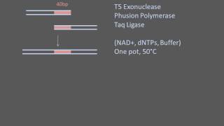 PCRbased Assembly Methods [upl. by Adleremse]