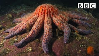 Zombie Starfish  Natures Weirdest Events  BBC [upl. by Gunning]