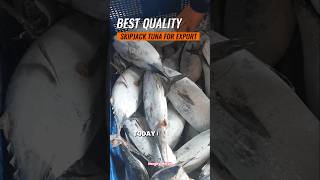 Premium Skipjack Tuna Directly from the Boat – Fresh for Local amp Export FishingMarket [upl. by Laband]