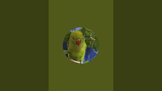 CUTE PARROT  Bhutku and Chutku is live [upl. by Nimajneb835]