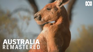 Battle of the boxing kangaroos  Australia Remastered [upl. by Edaj]