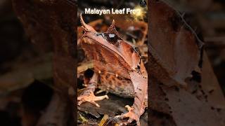 Long Nosed Horned Frog 🤯 sciencefacts facts ManicFacts66 shorts [upl. by Gerrard]