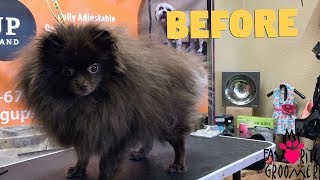 How to groom a Pomeranian Cutest dog ever [upl. by Naul]