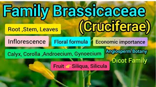 Family Brassicaceae Cruciferae  Plant Taxonomy [upl. by Bird]