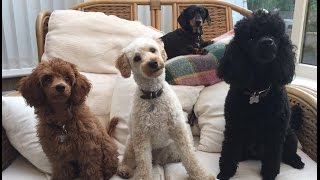 Our Miniature Poodle video clip reel  Featuring Felix Mabel and Blossom [upl. by Aiuqet]