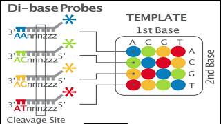 Sequencing by oligonucleotides ligation and detection SOLiD Accurate DNA Sequencing Method [upl. by Annaiv872]