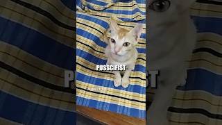 ☮️ Pusscifist 🎥 website submission from AK shorts [upl. by Larner]