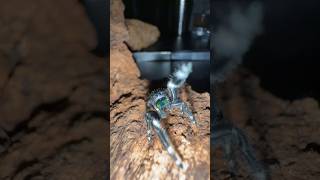 Breeding the CUTEST SPIDER in the world 🥹🥴 must watch [upl. by Peri]