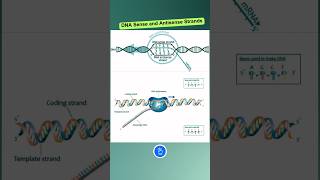 DNA Sense and Antisense Strands shorts [upl. by Akcira]