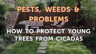 How to Protect Young Trees From Cicadas [upl. by Pollerd]