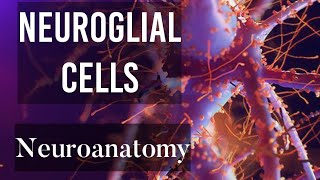 Chapter 4 Neuroglial cells  Glial cells types  Neuroanatomy basics [upl. by Anairdna797]