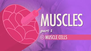 Muscles Part 1  Muscle Cells Crash Course Anatomy amp Physiology 21 [upl. by Seuqram]