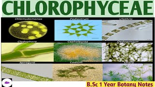 CHLOROPHYCEAE GREEN ALGAE  CLASSIFICATION OF ALGAE  Bsc Botany Notes  ZBC [upl. by Anifad380]