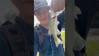 Tiddler bass rdr2 fishing texasoutdoors houston houstontx springcreek [upl. by Harrington]