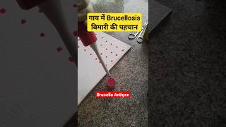 RBPT test  Diagnosis of Brucellosis in Cattle shorts youtubeshorts viralvideo trending cow [upl. by Landing]