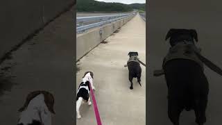 68 bridge across ky lake explorekentucky kentuckylake pitbull beagle [upl. by Odnesor]