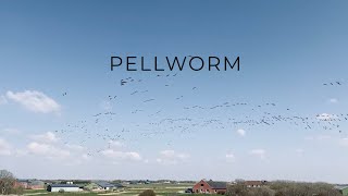 Pellworm und die Tiere [upl. by Ainot]