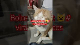 Viral cat 😺cat videos  bolne wali Billi [upl. by Scevo827]