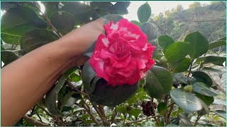 Azalea ani Camelia fuleko hernus hola plants vlogs meerasharma1333 [upl. by Tada415]