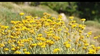 Herb of the Week Helichrysum Immortelle [upl. by Sackville]