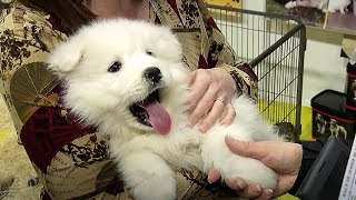 Animal Show quand chats et chiens tiennent salon [upl. by Rask]