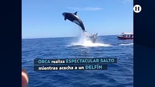 ORCA hace ESPECTACULAR SALTO mientras acecha a un DELFÍN [upl. by Acus]