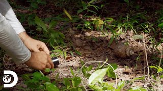 Un animal invasor en medio de la jungla de Tailandia  Dentro de Wild Frank  Discovery [upl. by Arayc98]