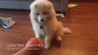 Luka  Samoyed puppy 912 weeks old [upl. by Dier]