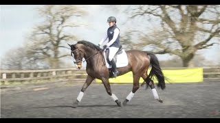 Dressage to music  prelim level [upl. by Halludba]