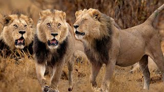 The Mapogo Lions Coalition Regained Its Control in Kruger National Park  Latest Sightings kruger [upl. by Benkley]