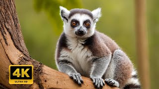 Ring Tailed Lemur Madagascars Most Famous Primates [upl. by Valentijn163]