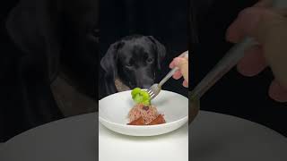 Hold your fork there will be no Labrador in this bowl of pasta Cute pet debut plan [upl. by Yettie]