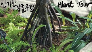 PlantTour한국에는 없는 식물들🇺🇸미국 식물원에 다 모아놨네 United States Botanic Garden [upl. by Schwinn]