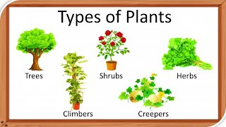 Types of plants  Types of plants for kids  herbs  Climbers  Different types of of tree  Shrubs [upl. by Einrae914]