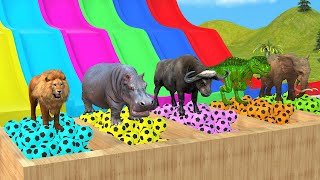 Choose The Right Slide Game With Elephant Gorilla Lion Hippo Buffalo Trex  Animal Game Animation [upl. by Genet485]