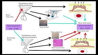 Principles of Homeostasis OCR A ALevel Biology 511 Communication and Homeostasis [upl. by Aloisius]