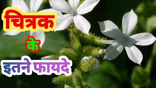 चित्रक  चीता के फायदे  Plumbago zeylanica medicinal benefits and uses In hindi [upl. by Windzer]