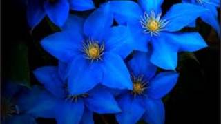 Fleur bleue  Simon Boudreau  Paroles [upl. by Einnim925]